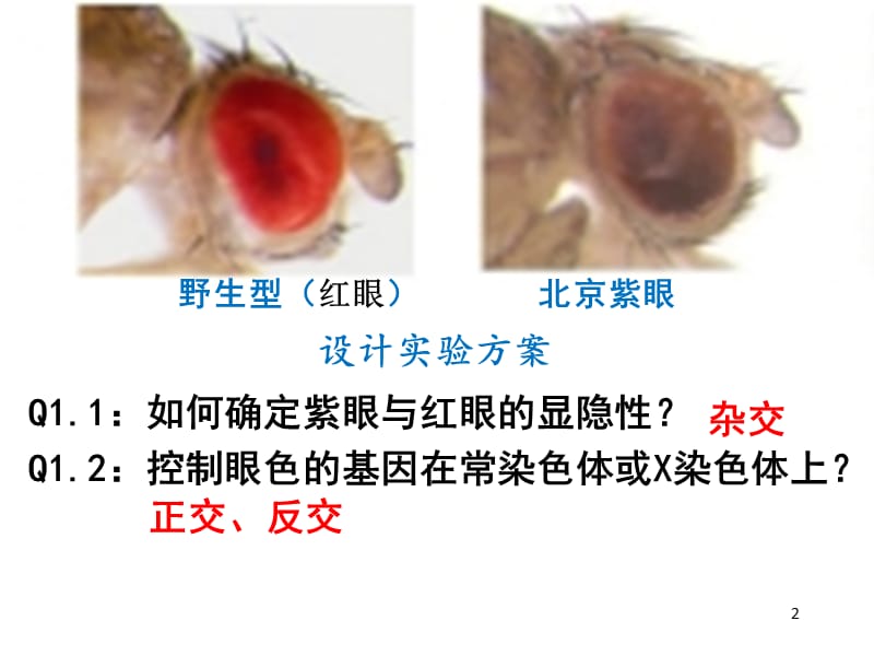 确定基因位置的实验设计ppt课件_第2页