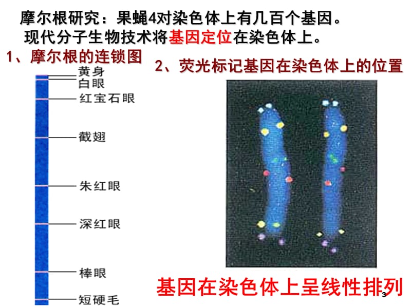 确定基因位置的实验设计ppt课件_第3页