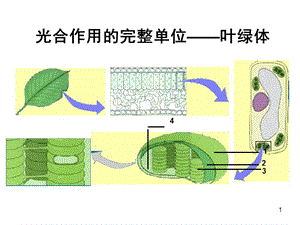 光合作用一光合作用發(fā)現(xiàn)史中的經(jīng)典實(shí)驗(yàn)ppt課件