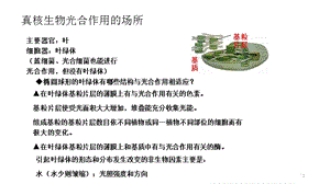 光合作用場所及色素ppt課件