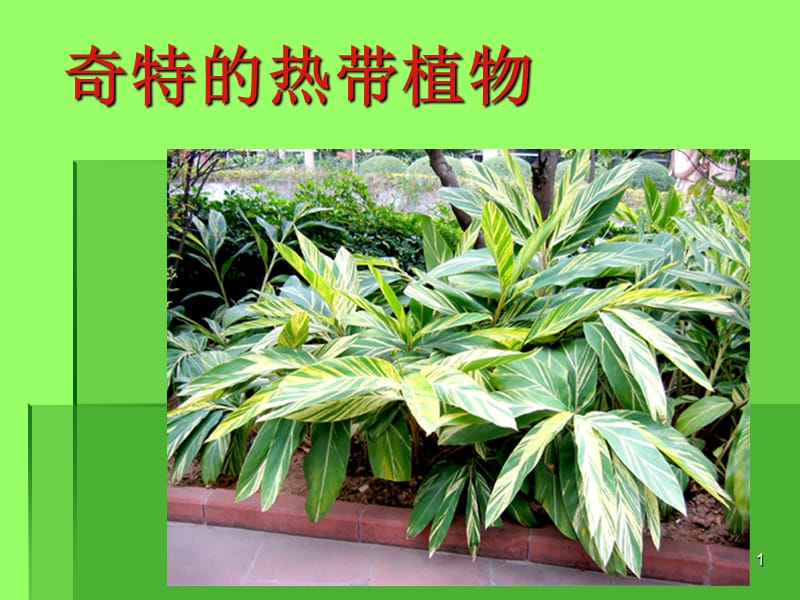 奇特的热带植物ppt课件_第1页
