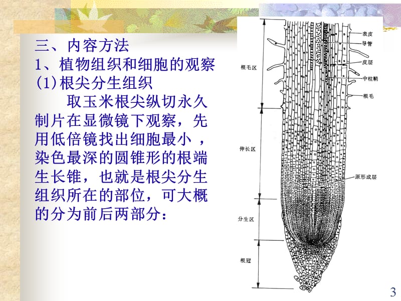 植物细胞的有丝分裂ppt课件_第3页