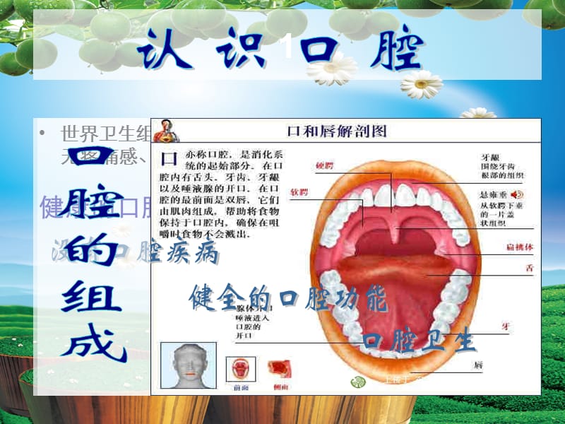 世界卫生组织制定的口腔健康标准是牙齿清洁.ppt_第2页