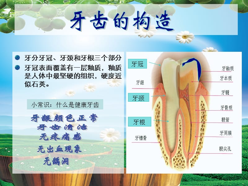 世界卫生组织制定的口腔健康标准是牙齿清洁.ppt_第3页