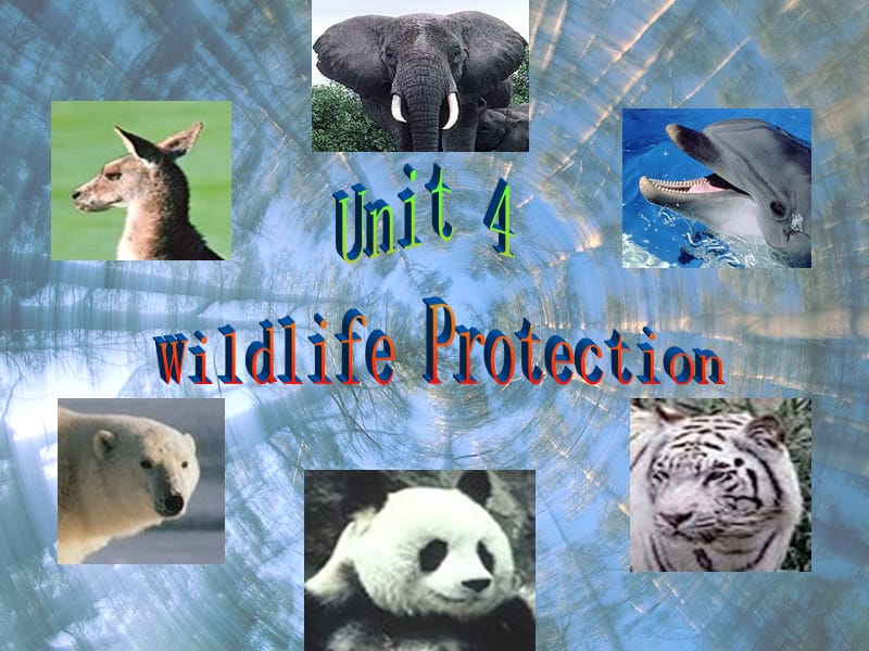 必修二 4.5《unit 4 wildlife protection》_第3页