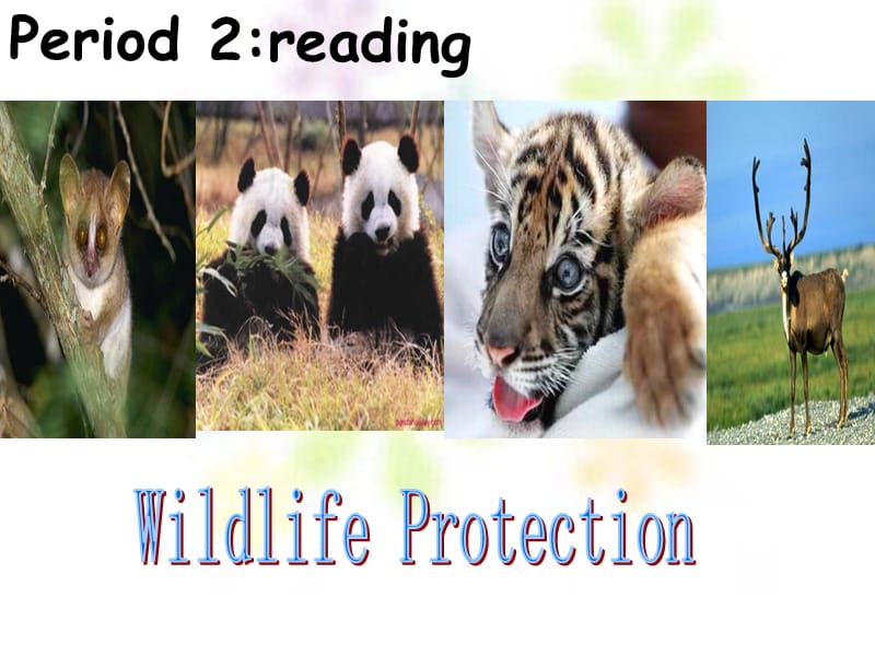 unit4 《reading wildlife protection》：课件三（28张PPT）（人教版必修2）_第1页