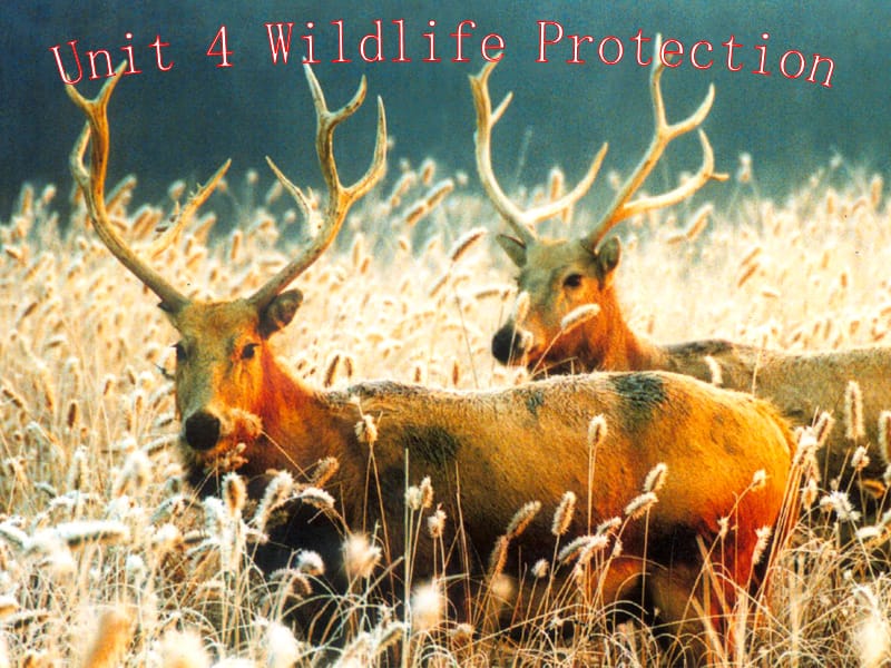 Unit 4 《Wildlife Protection》：课件二十三（26张PPT）（人教版必修2）_第1页