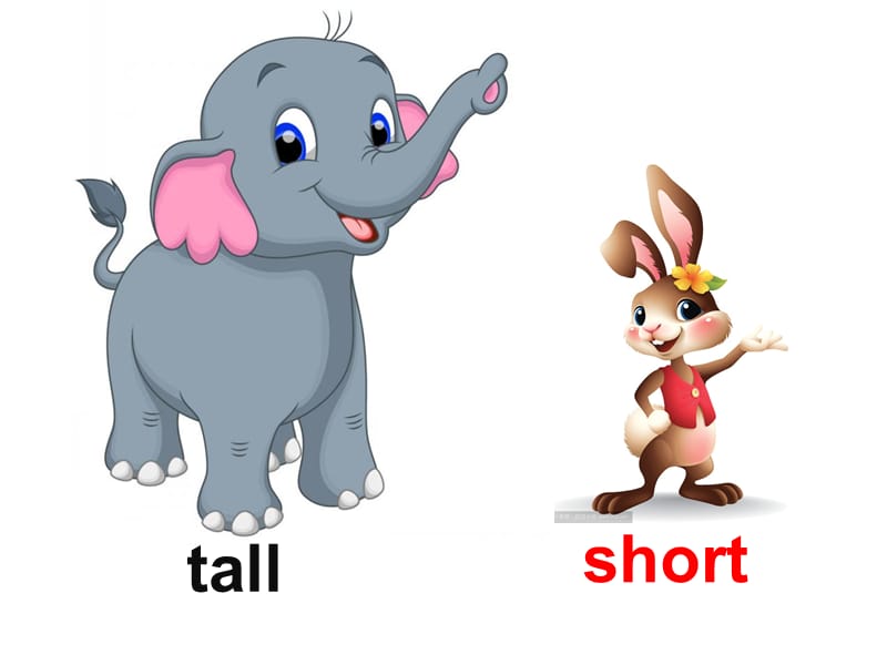 四年级下册英语课件 - Unit 3 Lesson 14 Are You Short or Tall∣冀教版 (三起) (共15张PPT)_第2页