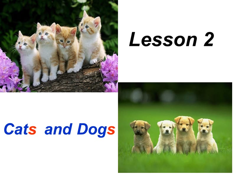 三年级下册英语课件 -Unit 1 Lesson2 Cats and Dogs∣冀教版 (共16张PPT)_第2页