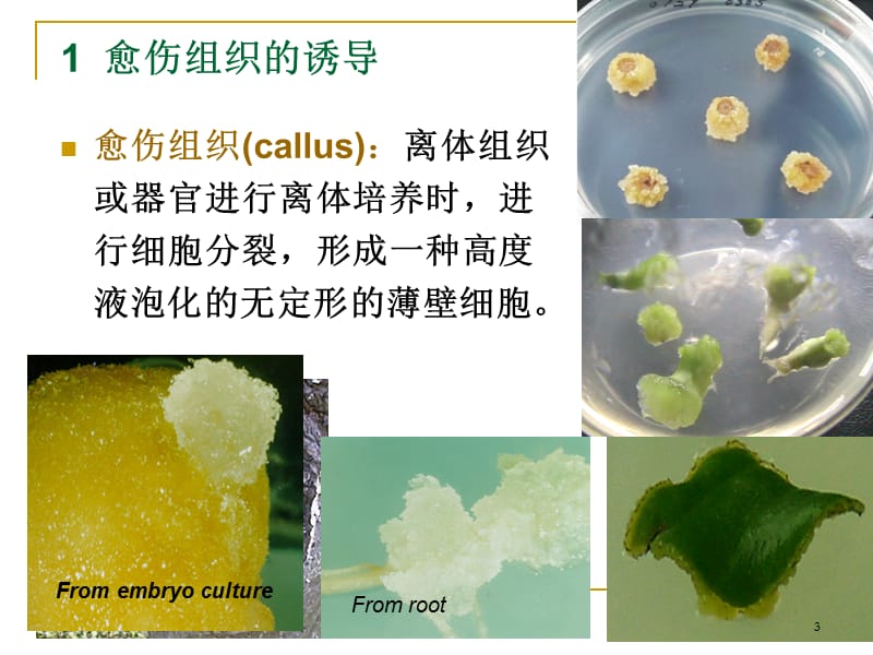 愈伤组织培养ppt课件_第3页