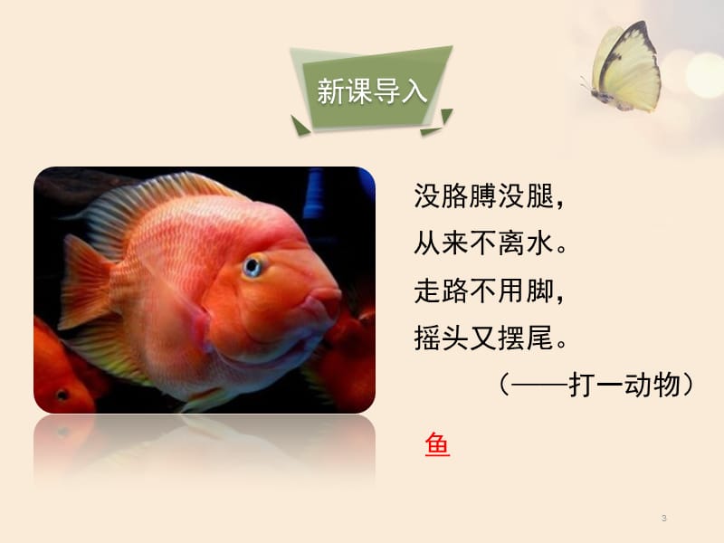 鱼类优教ppt课件_第3页