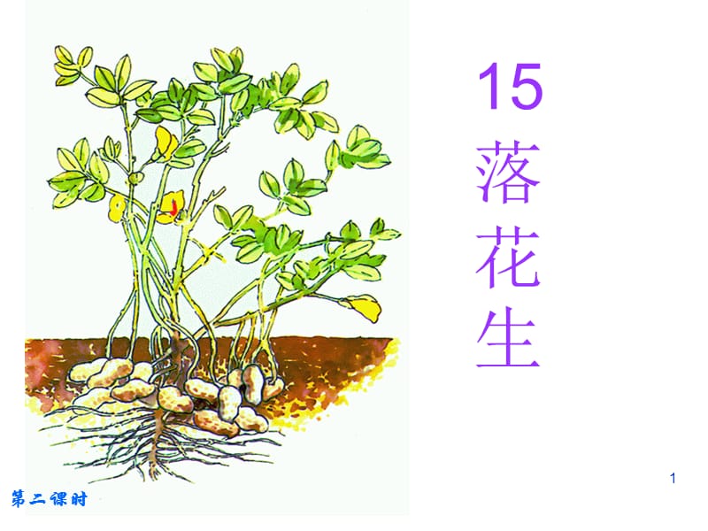 落花生曦的公开课ppt课件_第1页