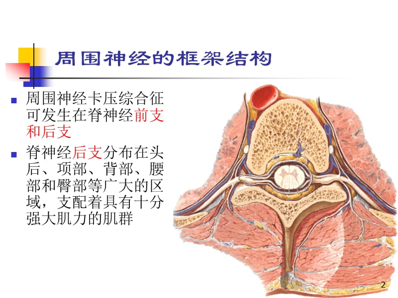 周围神经卡压综合症ppt课件_第2页