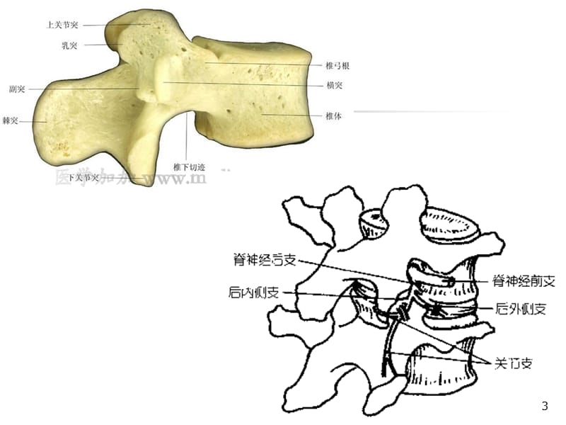 周围神经卡压综合症ppt课件_第3页