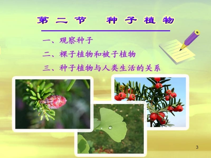 种子植物ppt课件_第3页