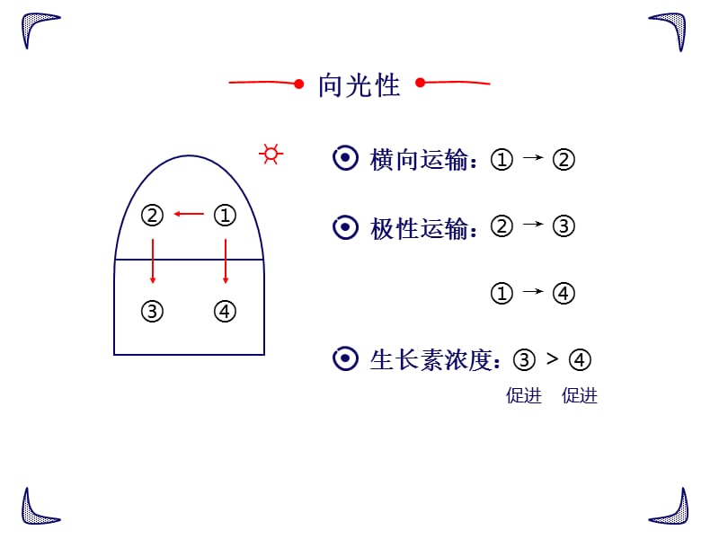 生长素的生理作用ppt课件_第2页