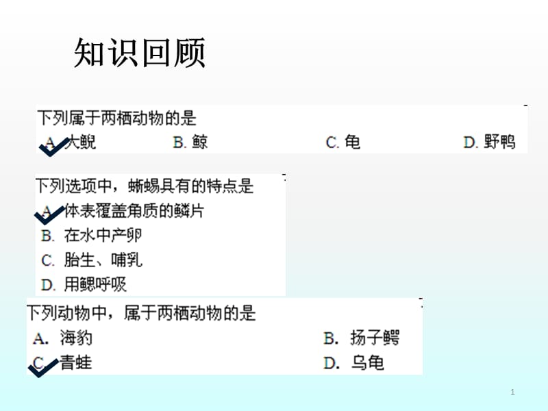 鸟ppt课件_第1页