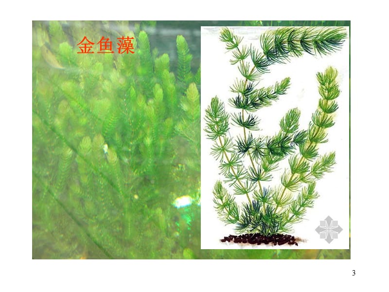 水生植物ppt课件_第3页