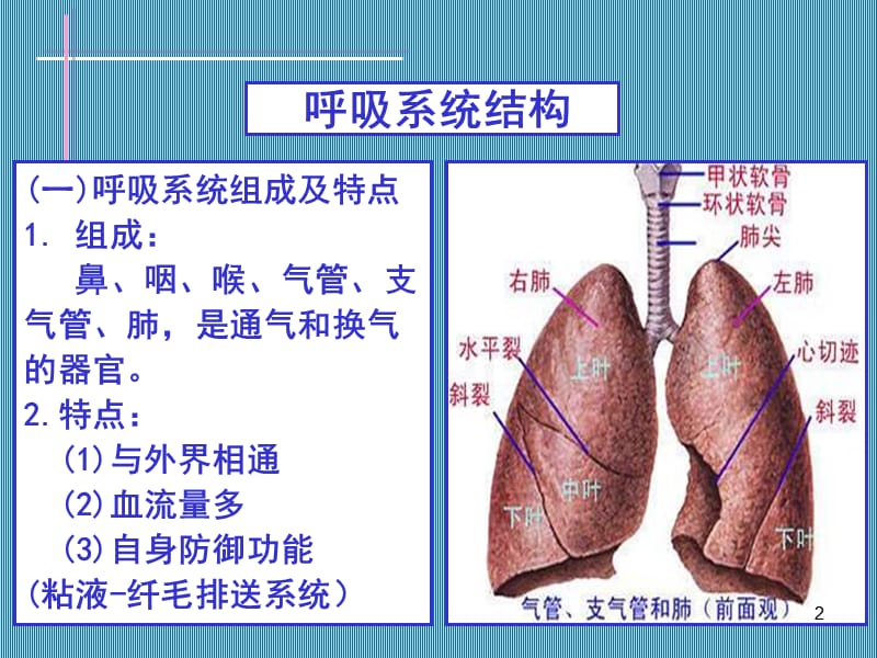 慢支.肺气肿.肺心病ppt课件_第2页