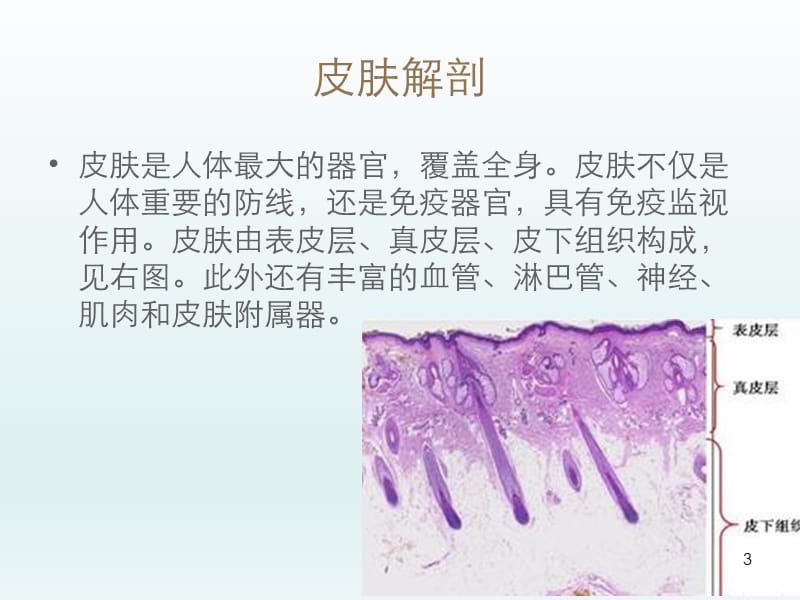 皮肤疾病的超声诊断ppt课件_第3页