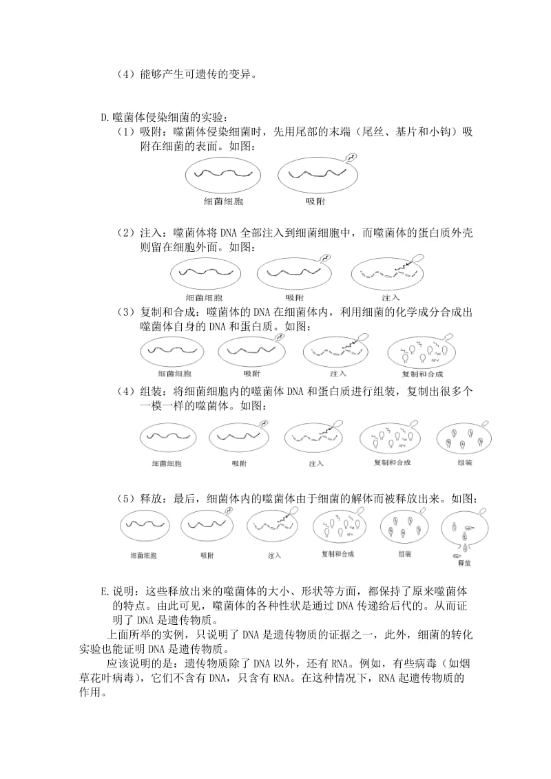 2019-2020年高三生物一轮复习教案（30） 遗传的物质基础（一） 新人教版.doc_第3页