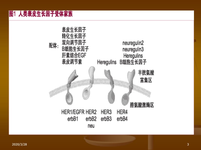 以EGFR为靶点的抗肿瘤药物PPT.ppt_第3页