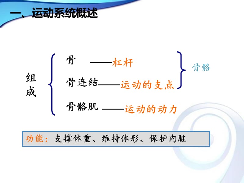 学前儿童运动系统的特点及保健ppt课件.ppt_第3页