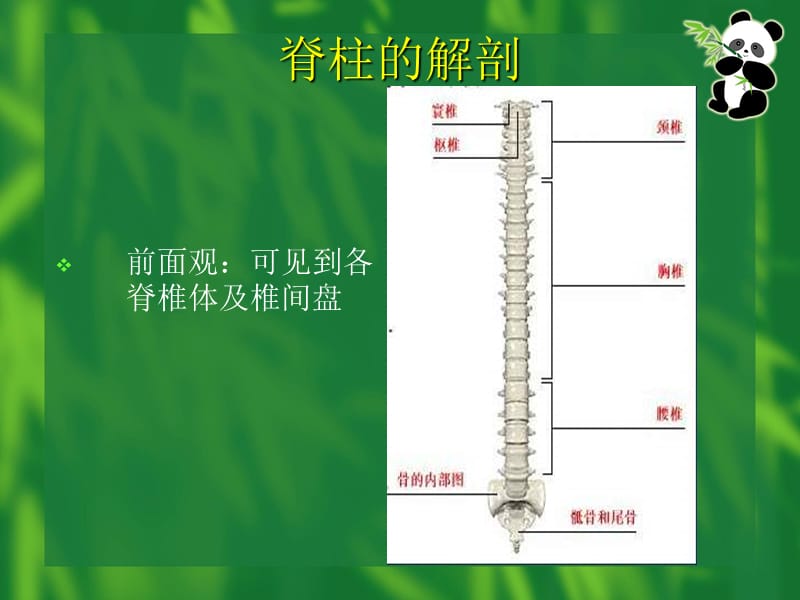 《脊柱护理查房》ppt课件.ppt_第3页