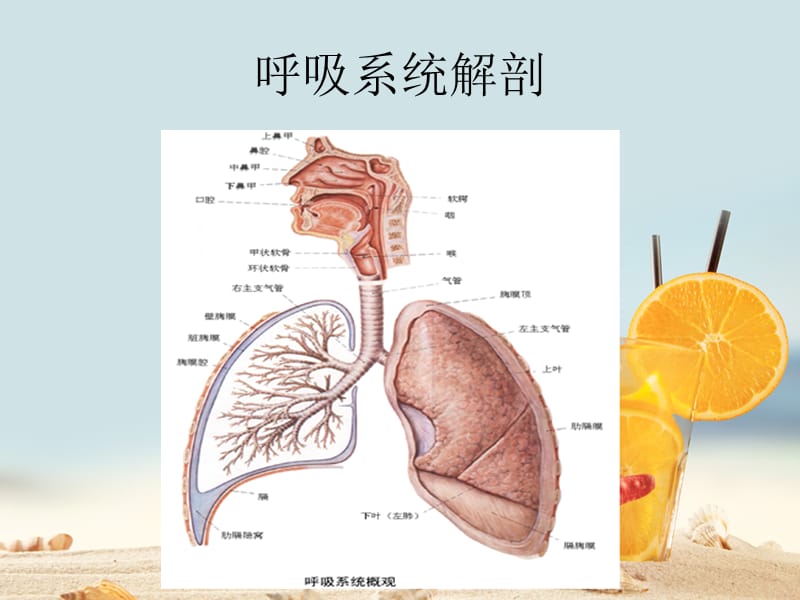 《呼吸道疾病》ppt课件.ppt_第2页