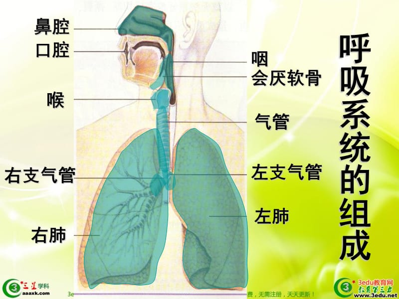 七年级生物呼吸道对空气的处理.ppt_第3页