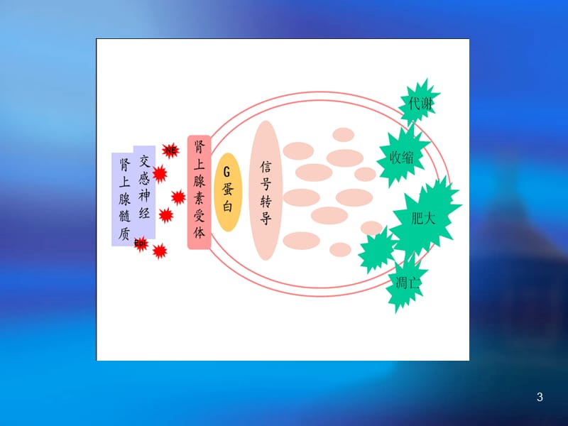 肾上腺素受体ppt课件_第3页