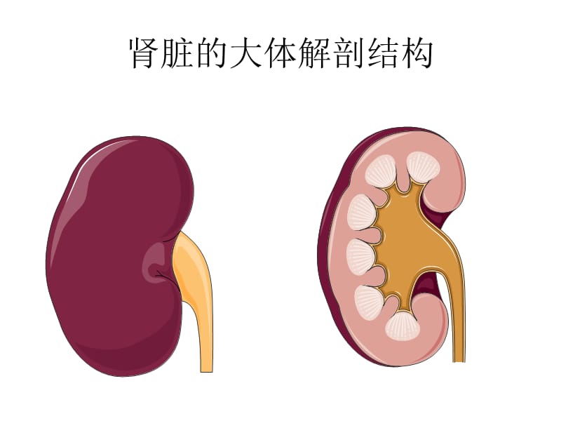 《肾脏解剖》ppt课件.ppt_第3页