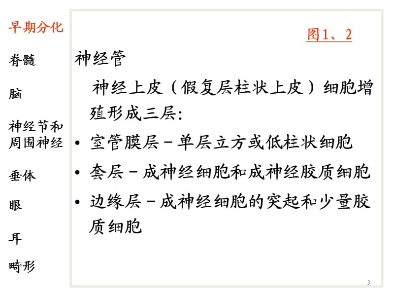 神经系统和眼耳的发生ppt课件_第3页