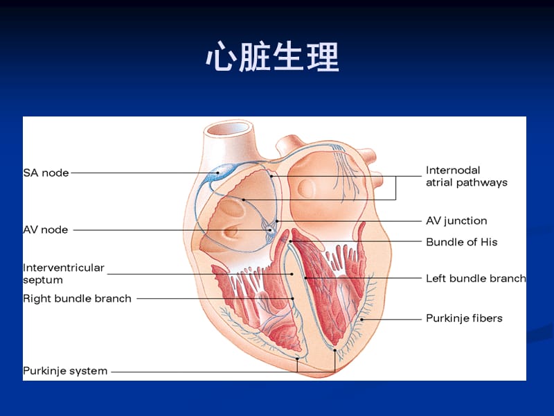 内科护理学-心律失常.ppt_第2页