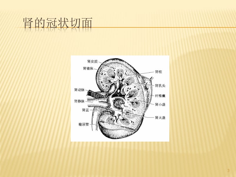 肾输尿管膀胱等解剖结构ppt课件_第3页