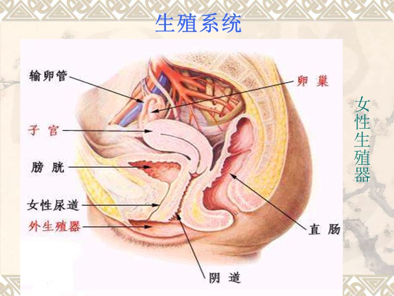 初中班会青春期卫生.ppt_第2页