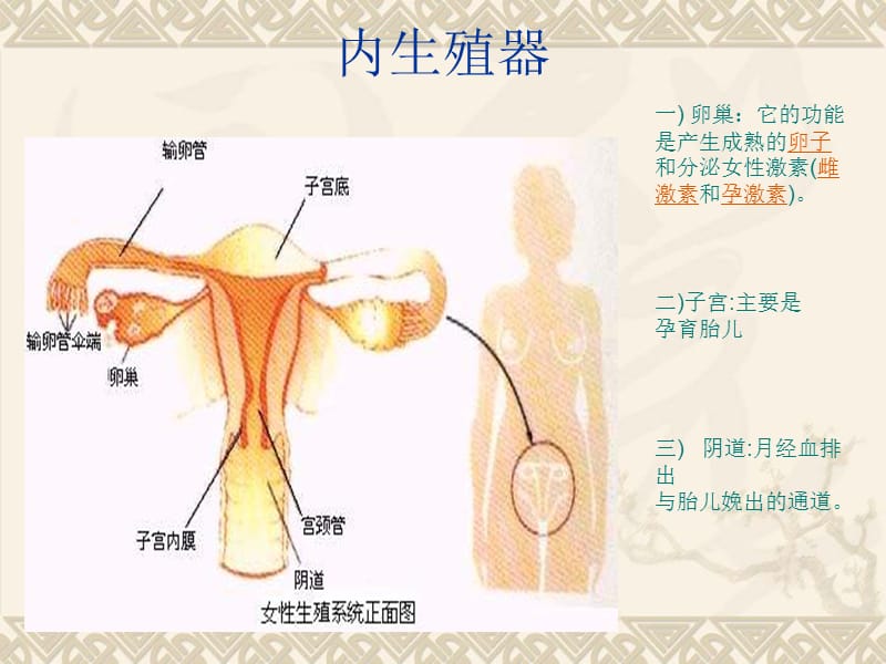 初中班会青春期卫生.ppt_第3页