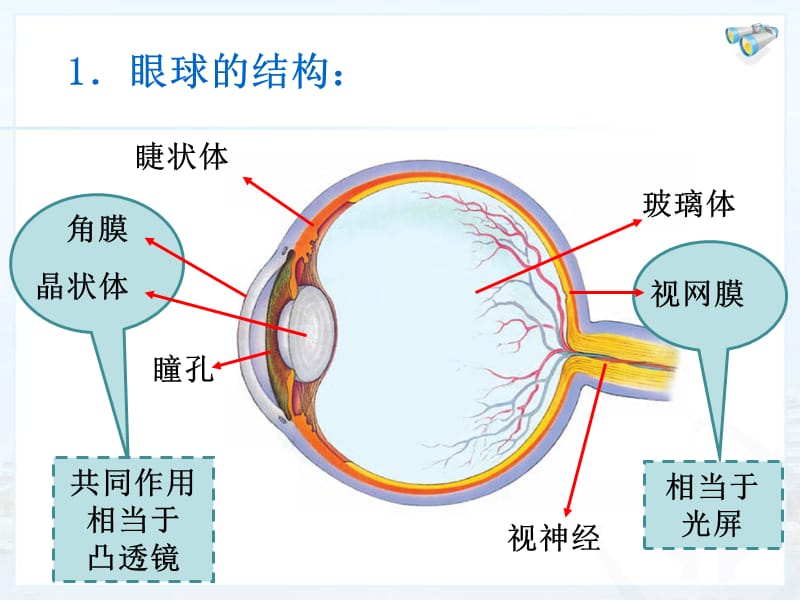 《眼睛和眼镜》PPT课件.ppt_第3页