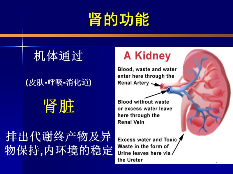 肾的排泄机能ppt课件_第2页