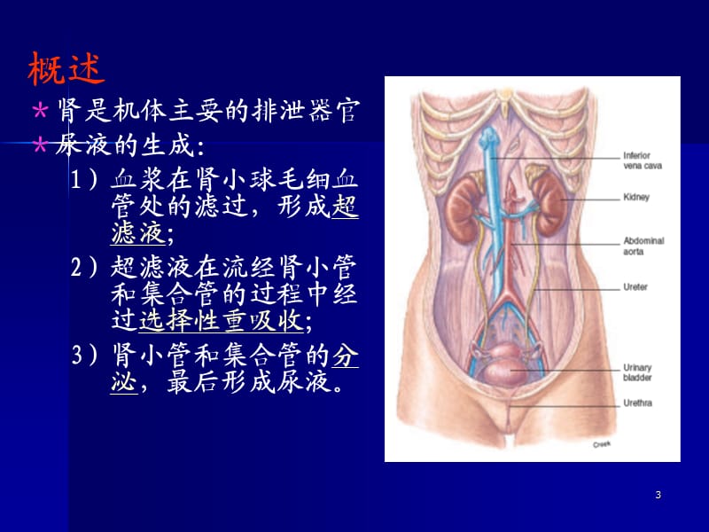 肾的排泄机能ppt课件_第3页