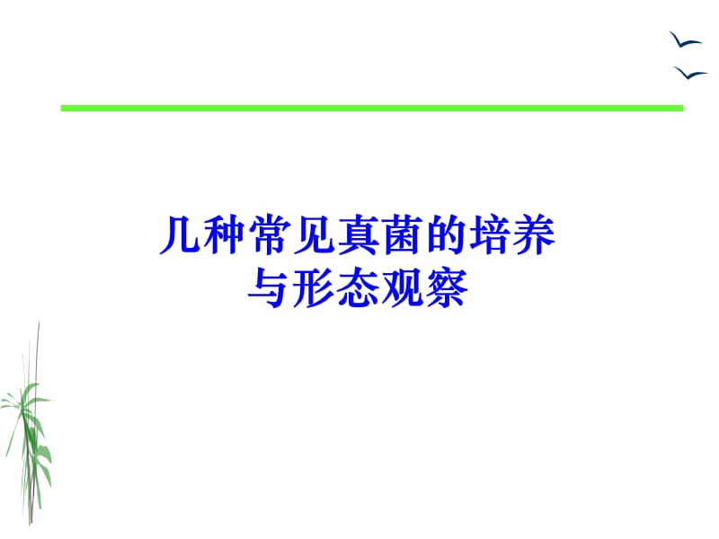 《真菌的形态观察》PPT课件.ppt_第1页