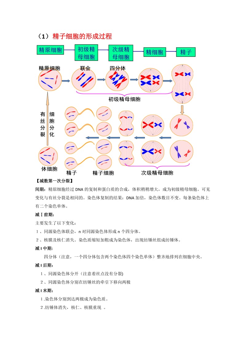 2019-2020年高考生物第一轮复习讲练析教案5.doc_第2页