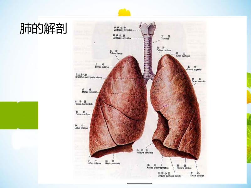 《肺癌术后护理》ppt课件.ppt_第3页