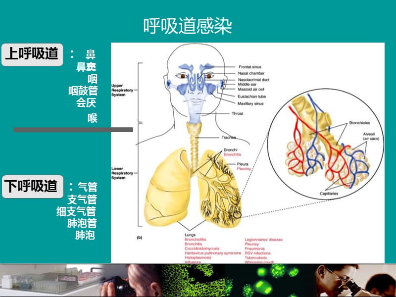 呼吸道病原体谱ppt课件.ppt_第3页