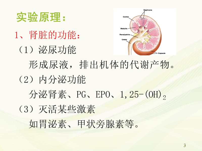 肾衰竭机能实验ppt课件_第3页