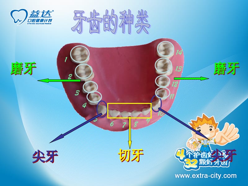 健康安全岛—保护牙齿PPT课件.ppt_第3页