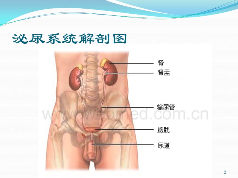 肾上腺疾病的治疗及护理ppt课件_第2页