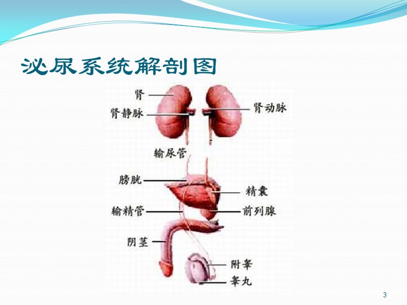 肾上腺疾病的治疗及护理ppt课件_第3页