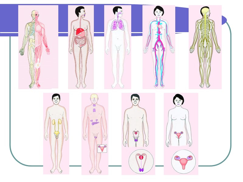 学前儿童解剖生理与卫生保健.ppt_第3页