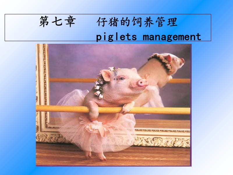 仔猪的饲养管理PPT课件.ppt_第1页